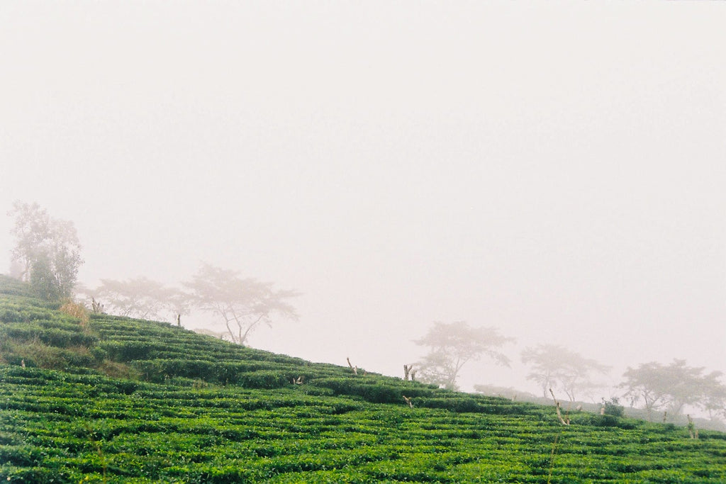 Cau Dat tea hills in the morning mist (photo: ℍmoong, CC BY 2.0)