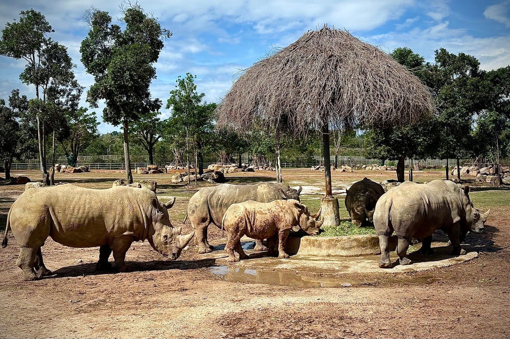 Rhinos at Vinpearl Safari, Phu Quoc (photo: Aidashhk, CC0)