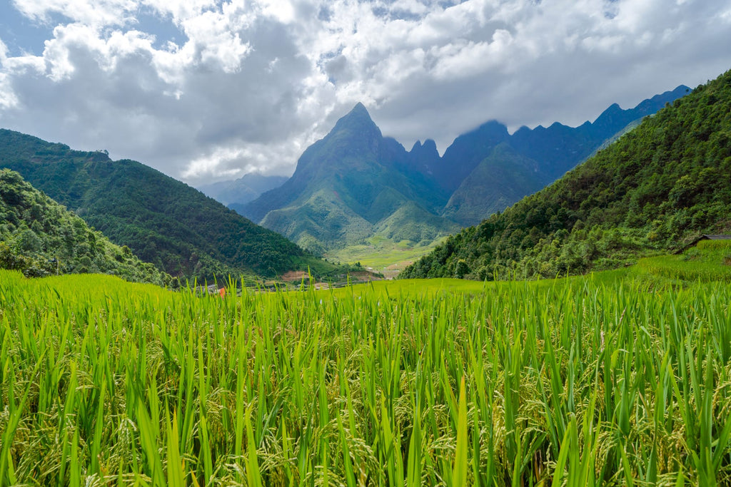Green rice fields below the mountains of Sapa