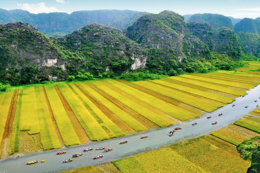 Golden rice fields along the Tam Coc river
