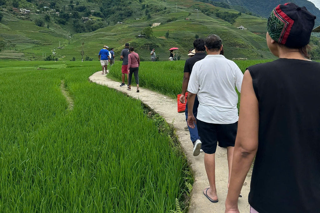 Connek Trip guests trekking through rice fields in Sapa